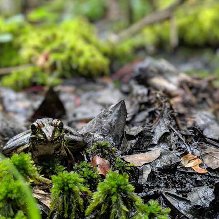 Near Tar-Kiln Trail