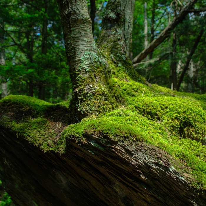 Moss & Rock & Trunk Near Orchard/Hamilton/Pioneer Loop
