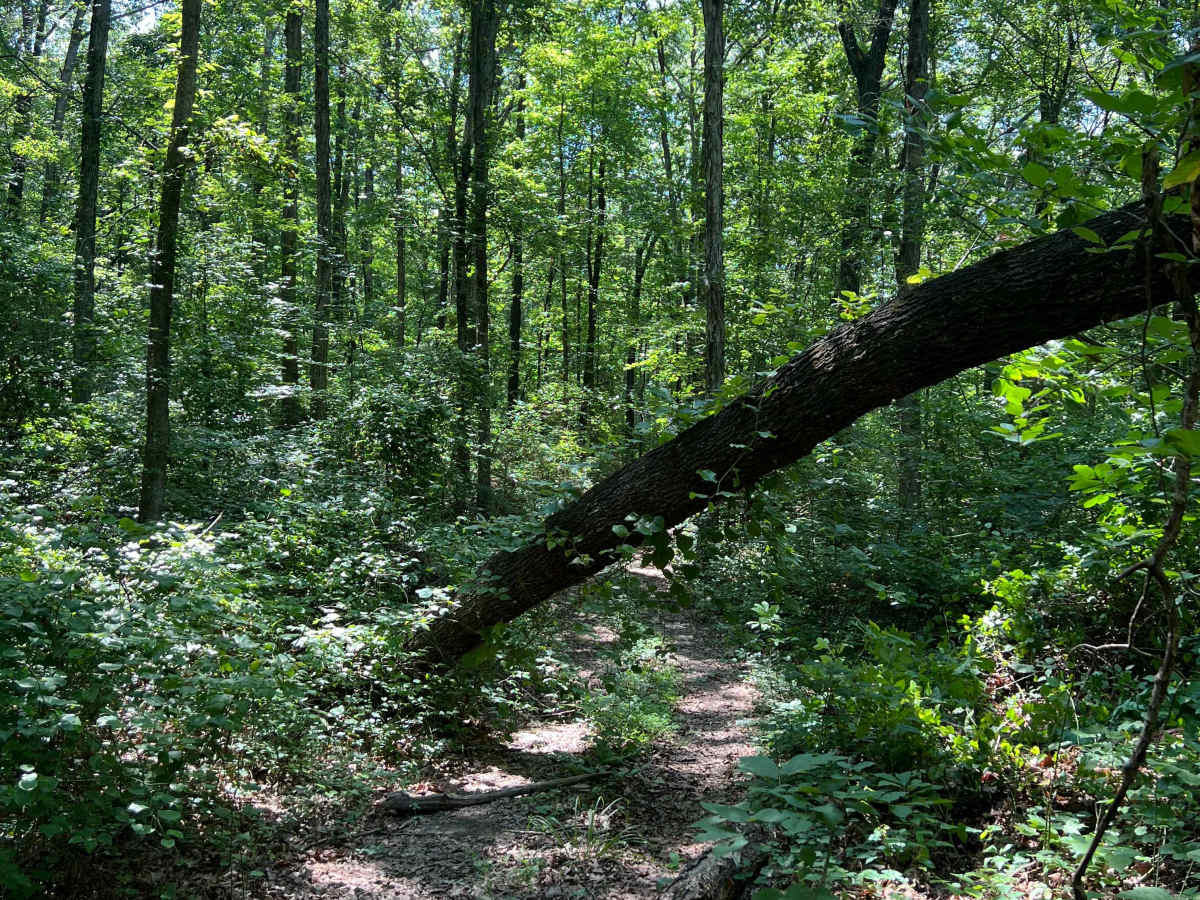 Log Run photo 6
