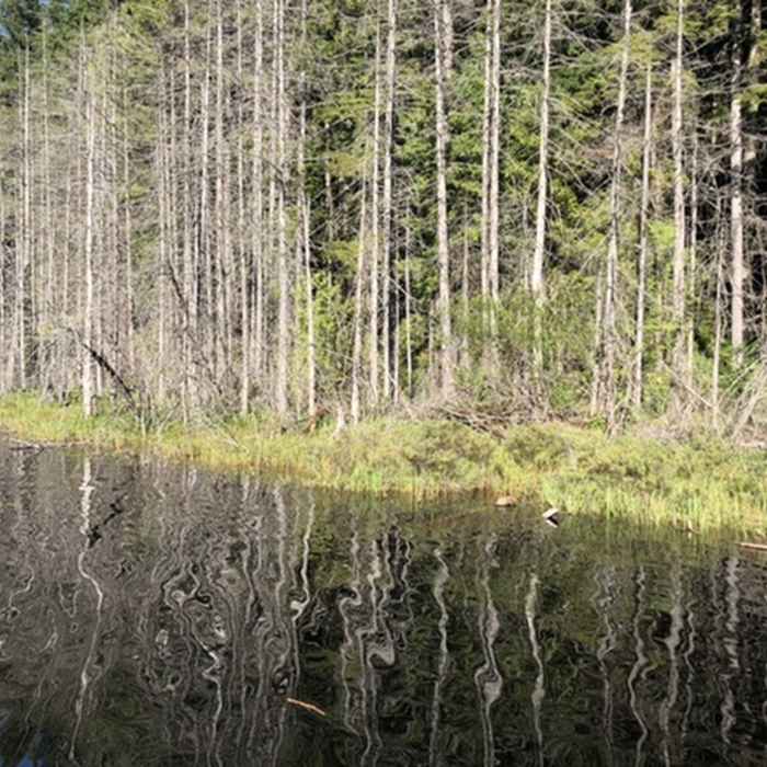 Lake Near Whyte Lake Trail