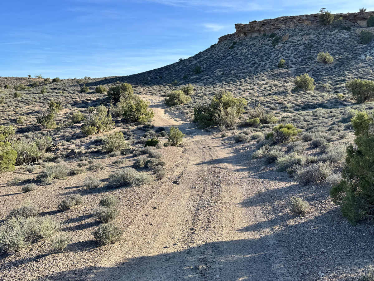 Lower Cactus Rat photo 5