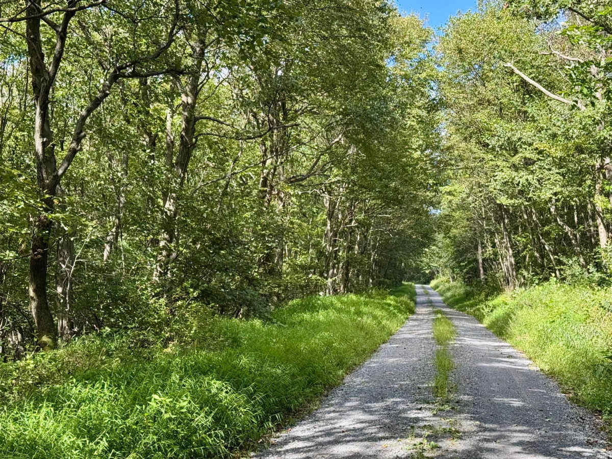 Bark Road photo 6
