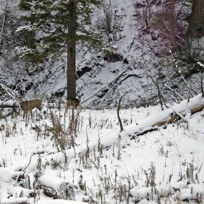 Near Beaver Ponds Loop