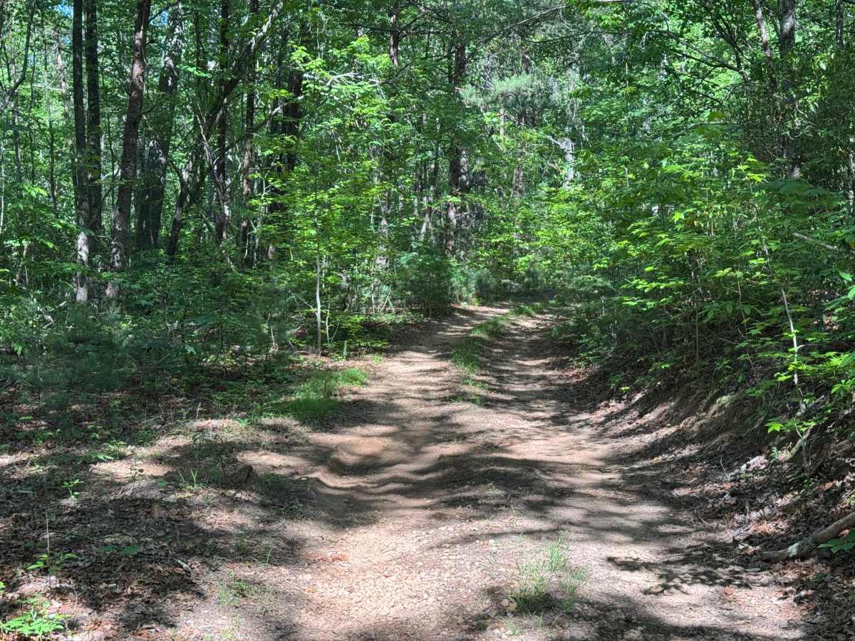 East Cane Creek - FS 243 trail photo