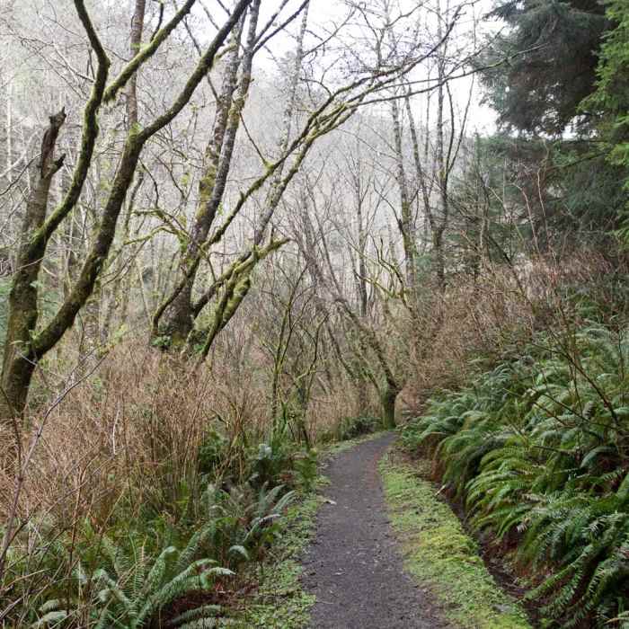 Near Giant Spruce Trail