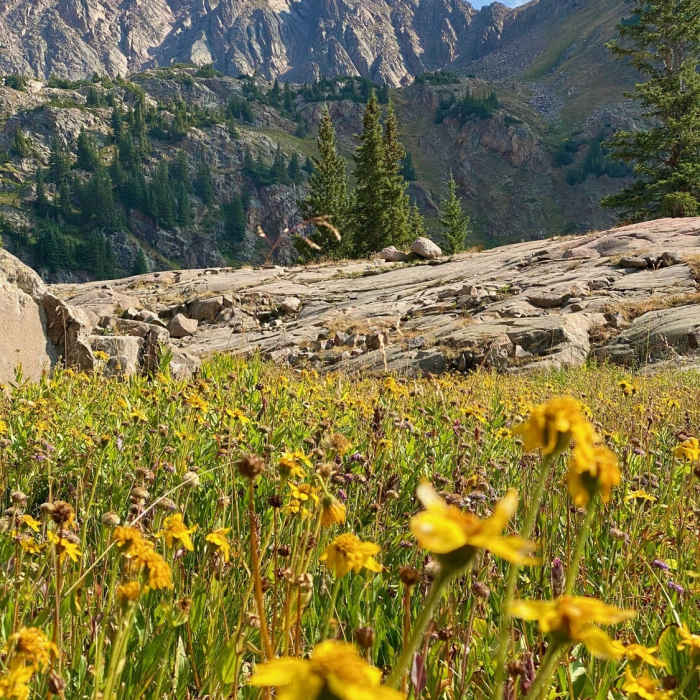 Near Pitkin Creek Trail