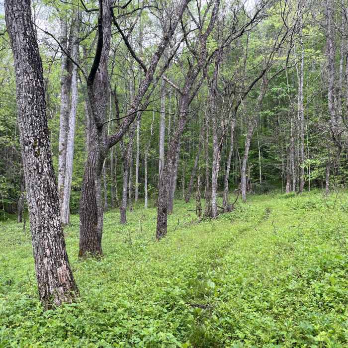 Near Big Fork Ridge Trail