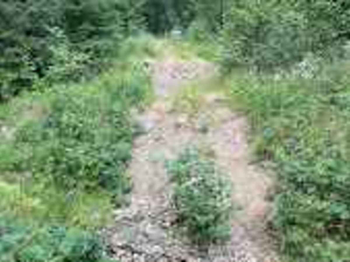 Porcupine - FS 4930118 photo 5