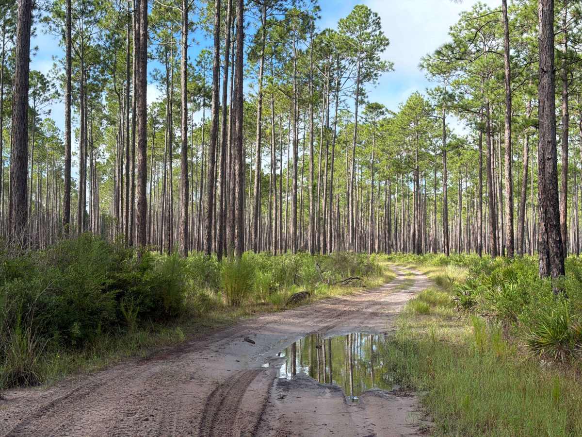 FS 215B trail photo