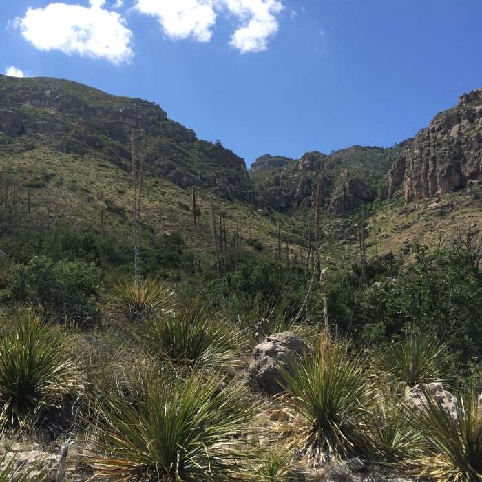 Near Manzanita - Smith Spring Loop