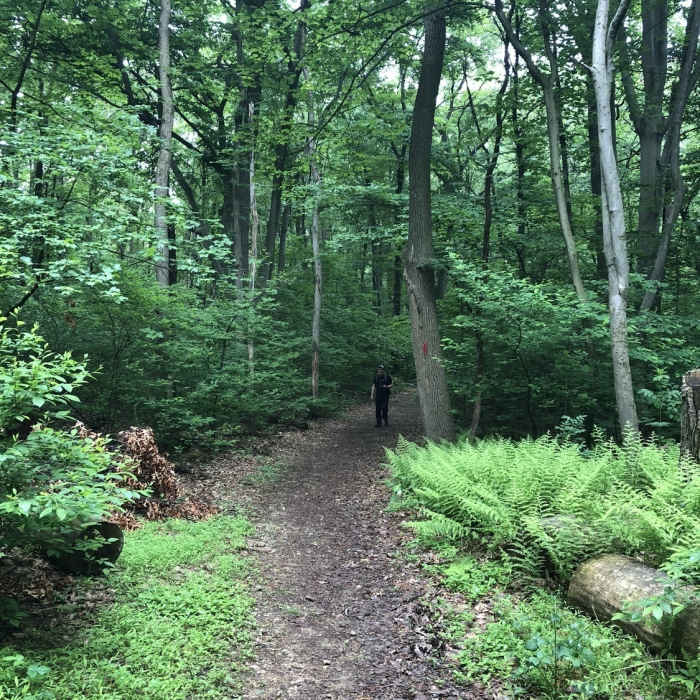 Near Oak Loop Trail