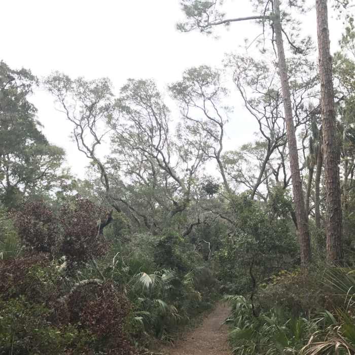 Near Dune Ridge Trail