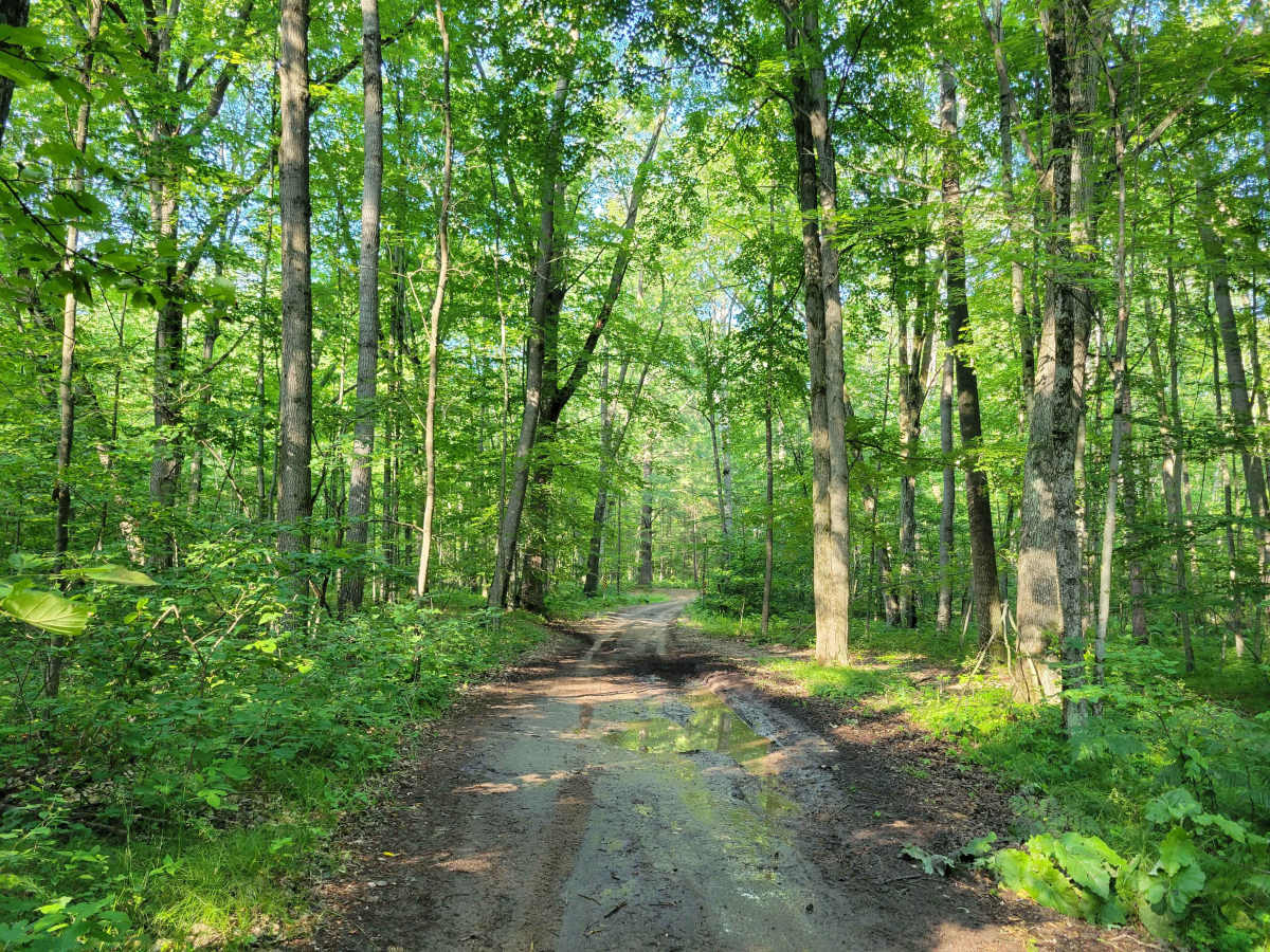5525 Forest Road photo 2