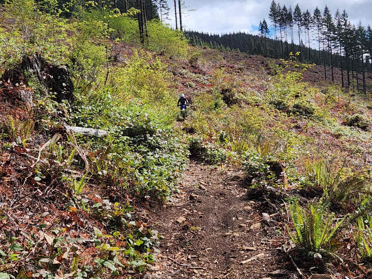 Larch Mountain Trail West photo 3
