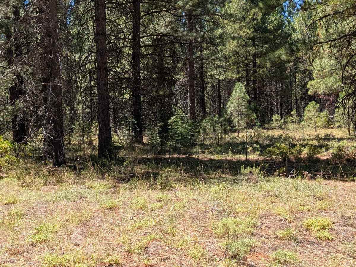 White Deer North - FS 41N34Y trail photo