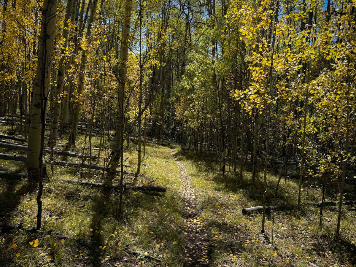 East Willow Trail - FS 609  photo 3