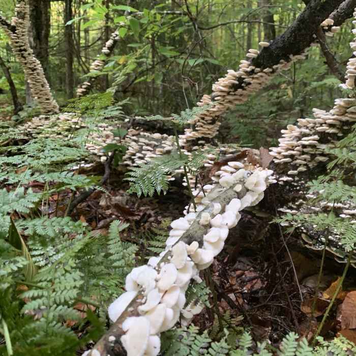 Fungi Along the Trail Near Floodwood Loop Trail