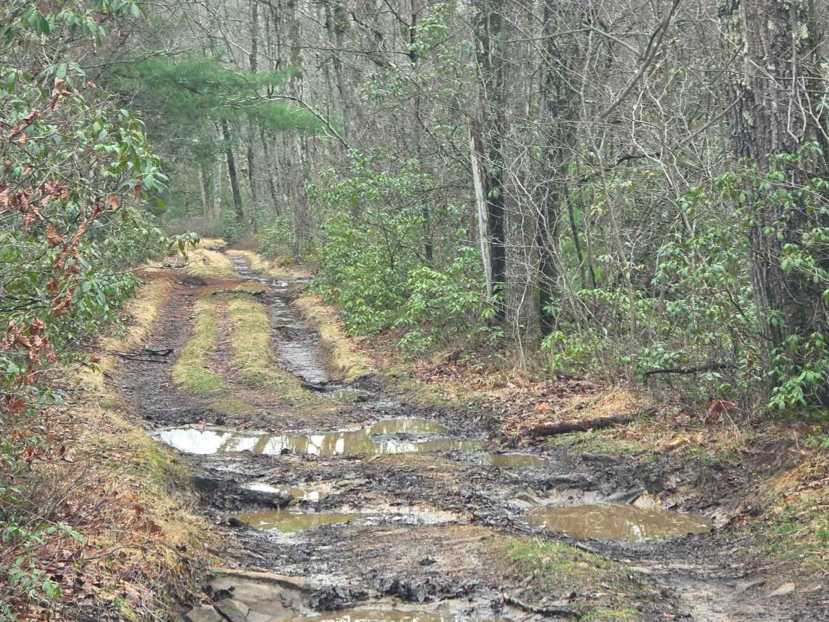Red Tongue Trail photo 2
