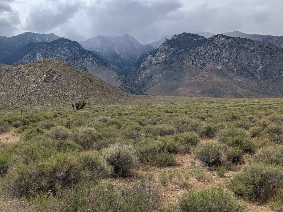 BLM SE743 photo 5