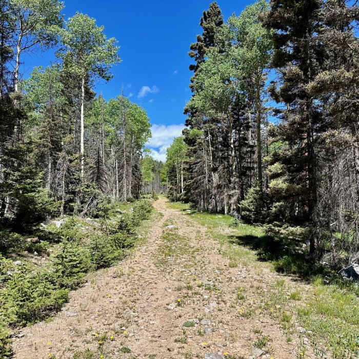 Near Continental Divide Trail: New Mexico Section 30