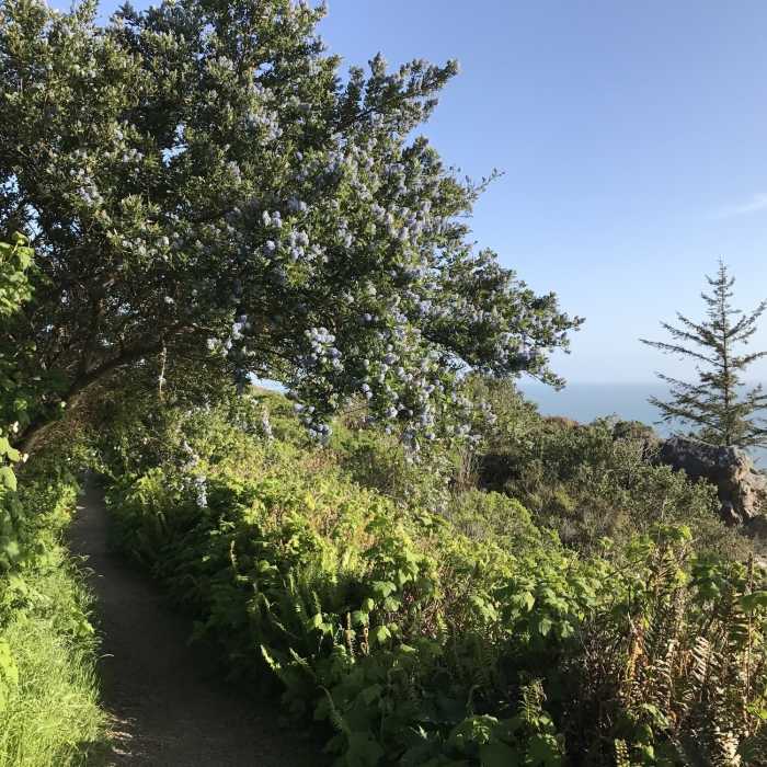 Near Trinidad Head Trail