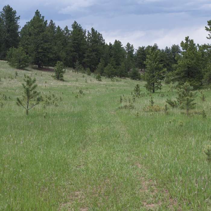 Near Hans Loop Trail