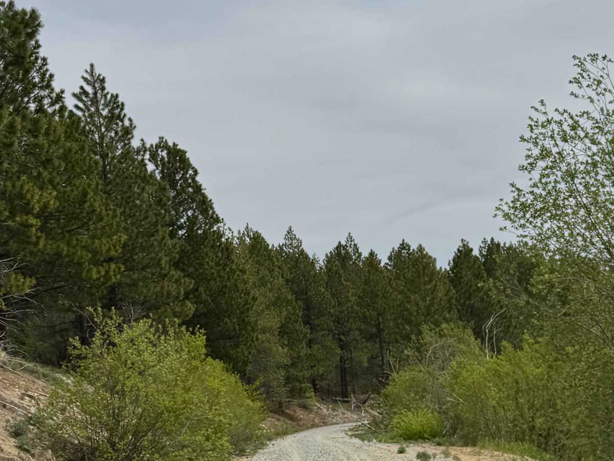 Antoine Creek Road - FS 8140 photo 2