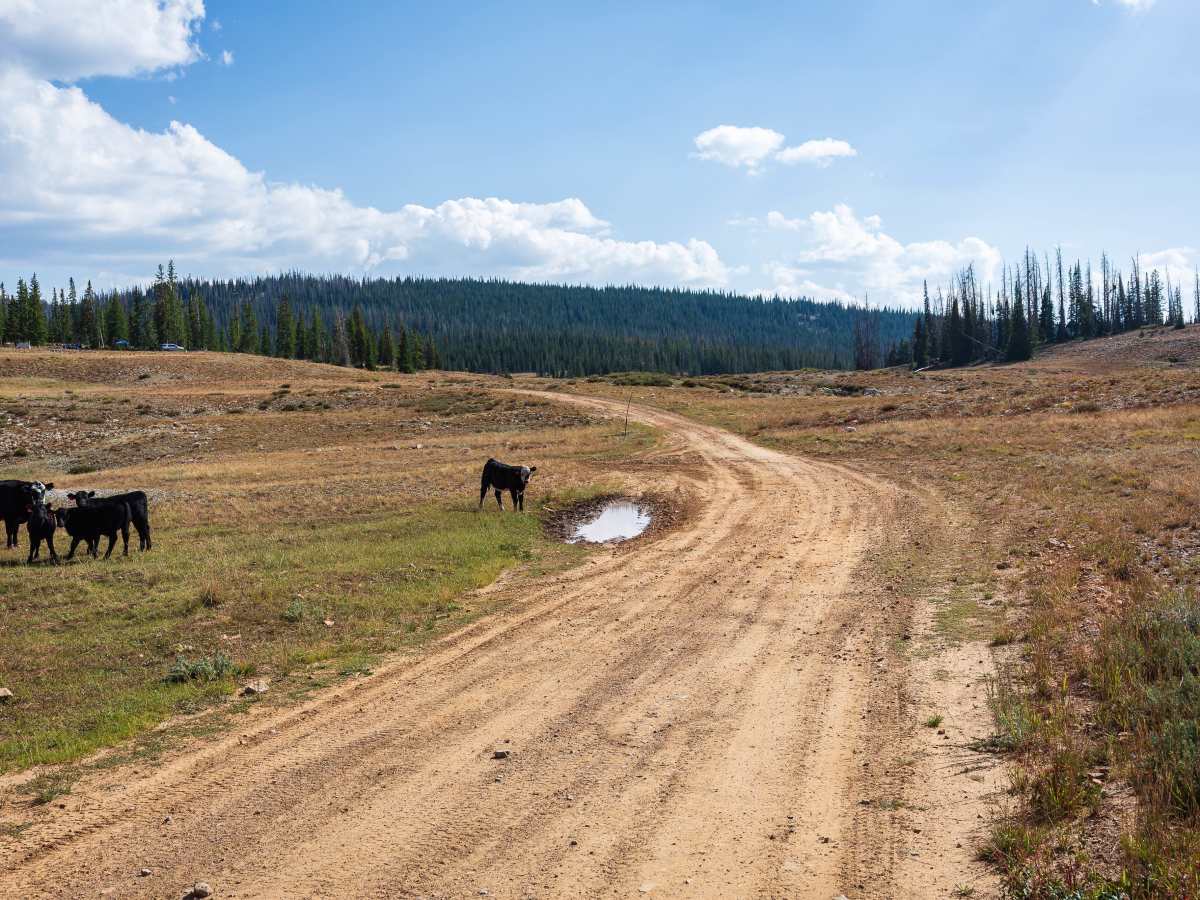 Silver Meadows - FS 70174 trail photo