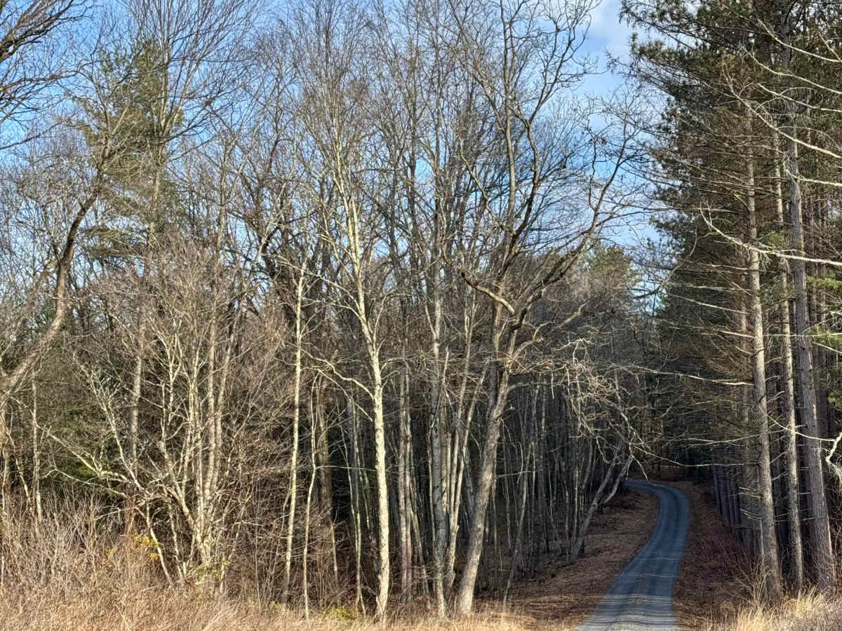 Cattaraugus Road photo 6