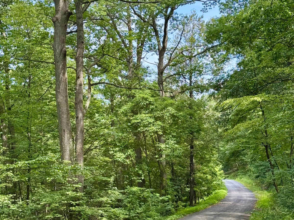 Oak Road photo 3