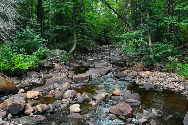 Oxtongue