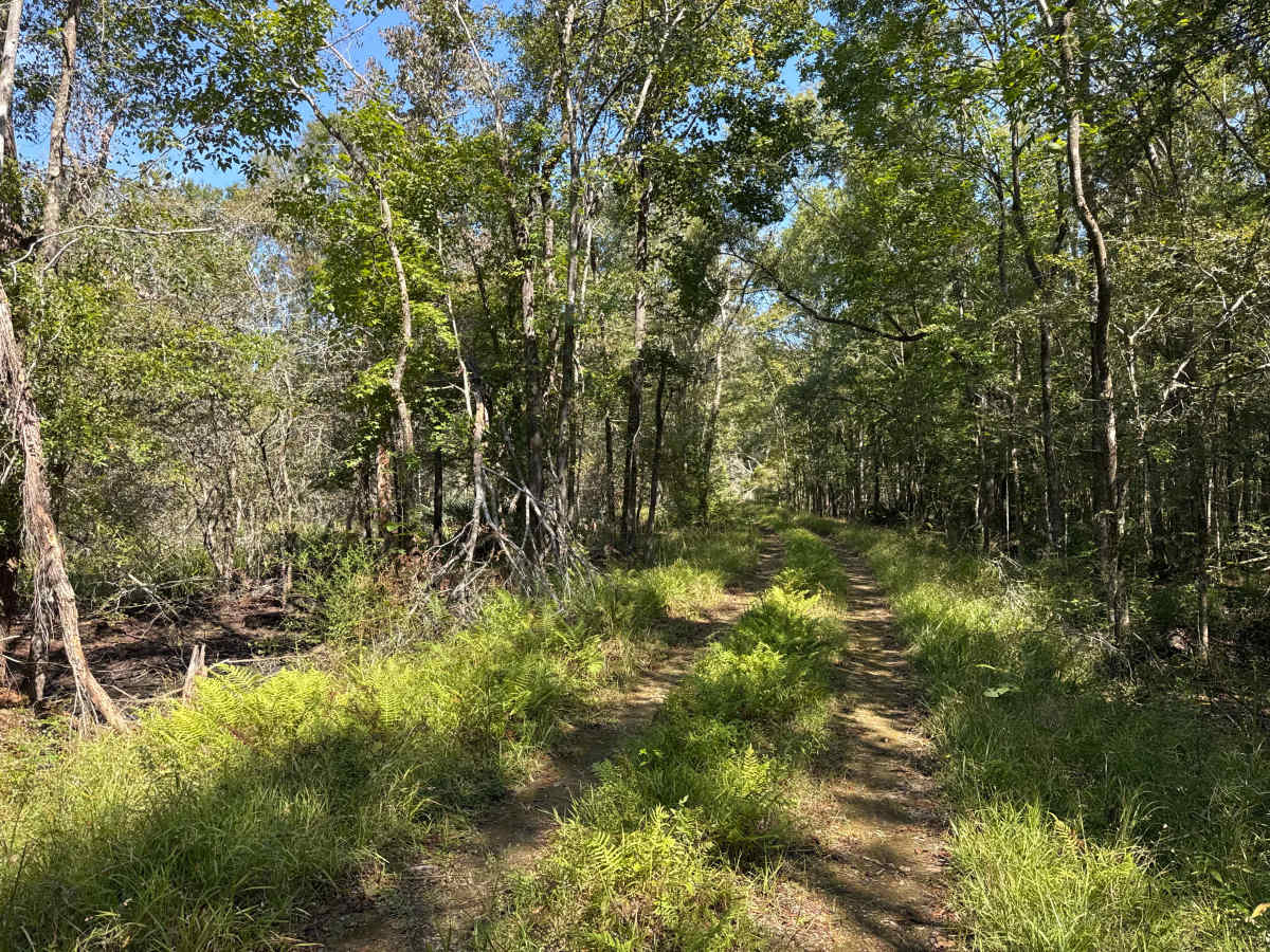 Rattlesnake Road photo 2