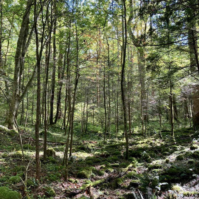 Near Cosby Nature Trail Near Cosby Nature Trail