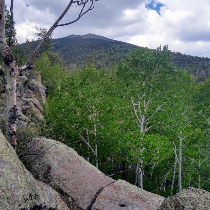 Near Kachina Trail #150