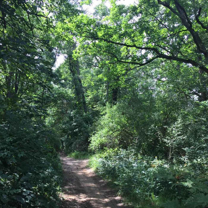 Lush summer scenery on the Yellow Trail Near Yellow Loop