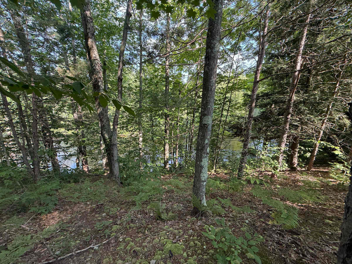 East Bear Creek Trail photo 5