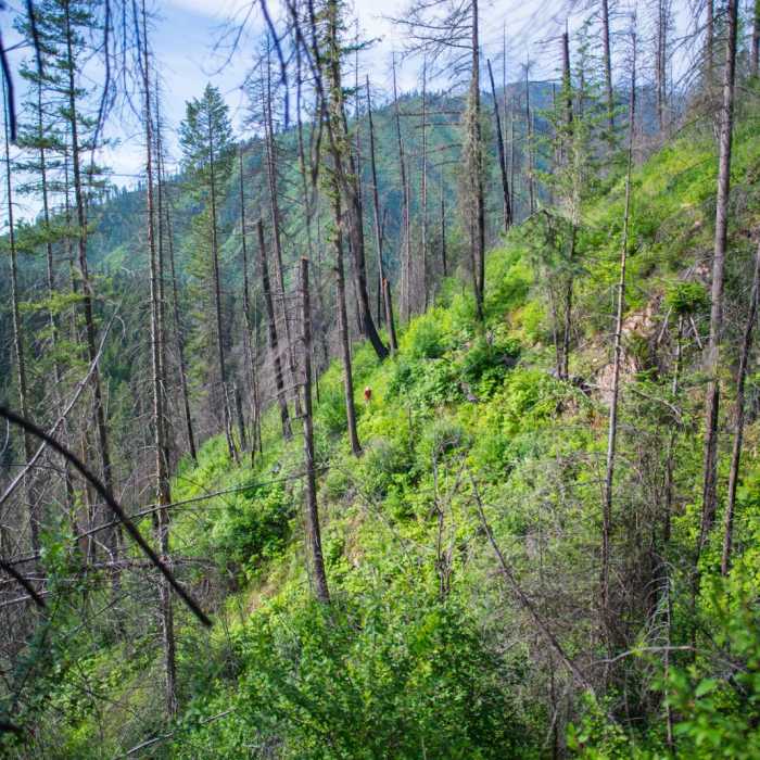Near Shissler Peak Fire Tower