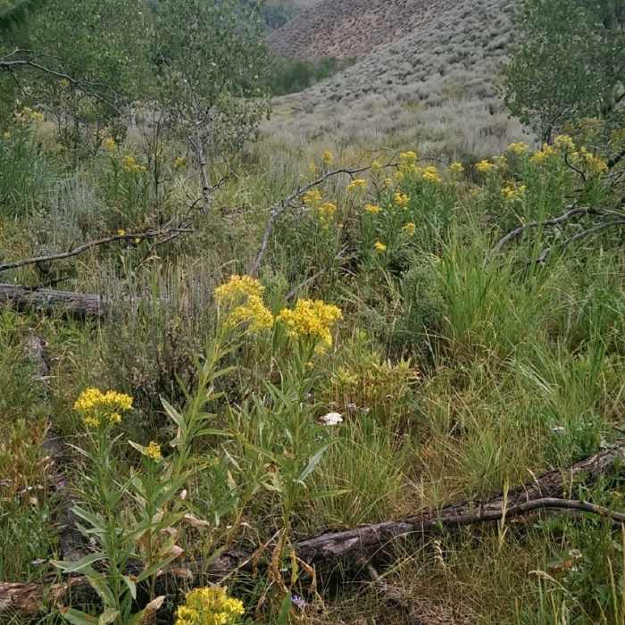 Near Proctor Mountain Trail