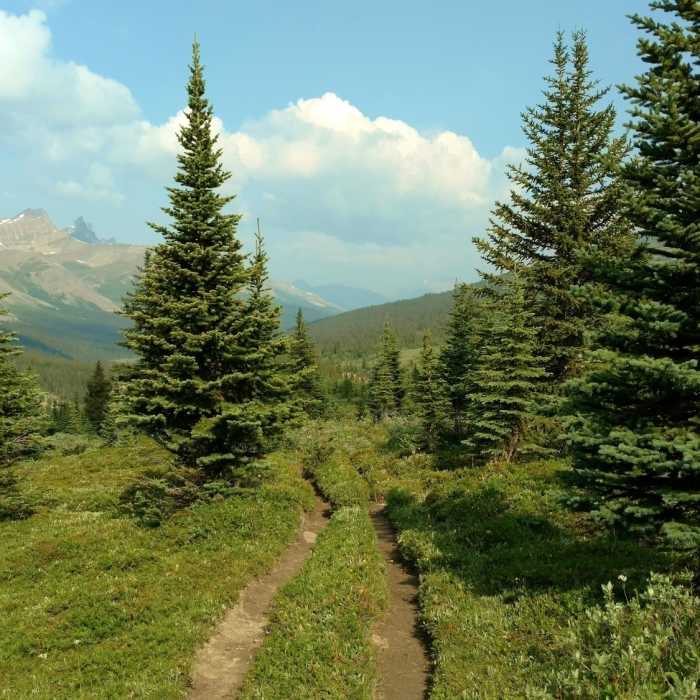 Near Poboktan Pass Trail