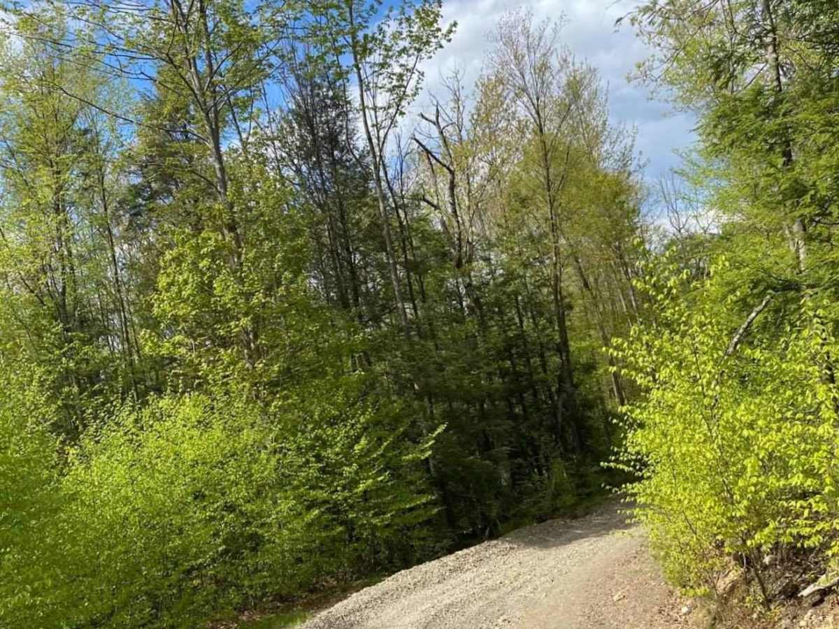 Montage Road trail photo