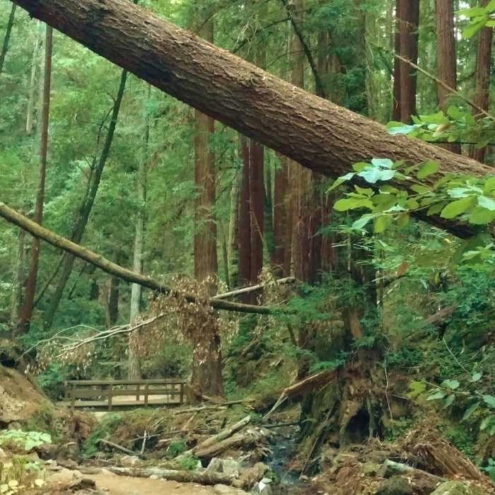 Near Henry Cowell Park