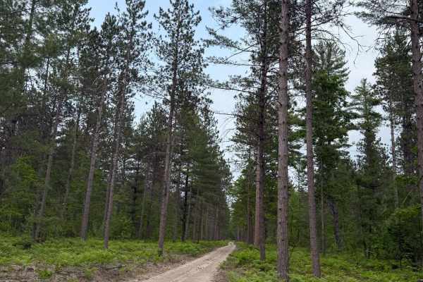 Taylor Creek Trail