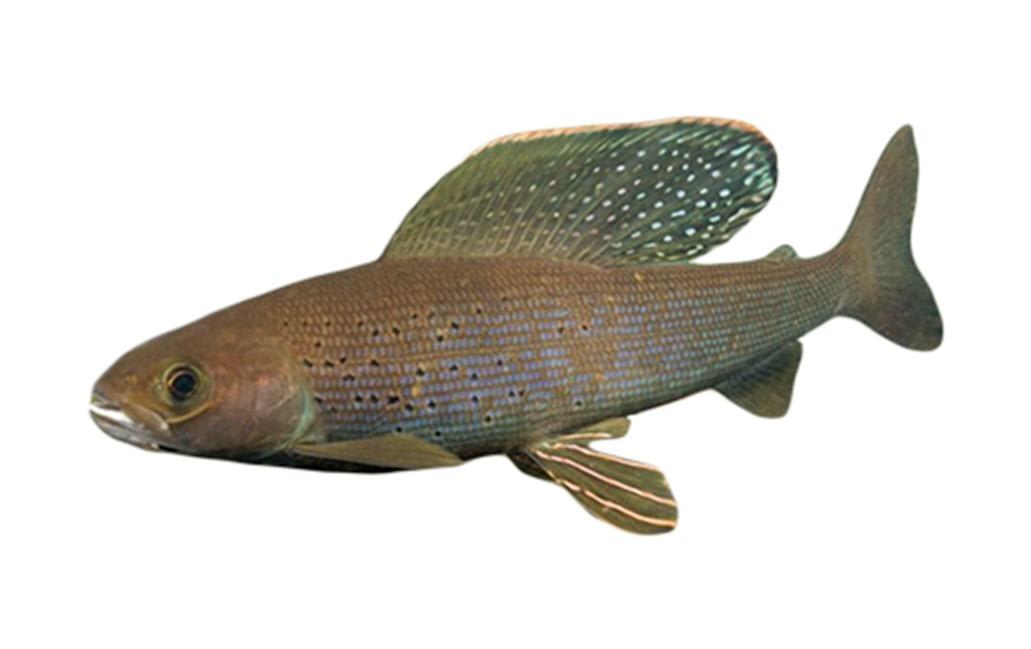 Arctic grayling