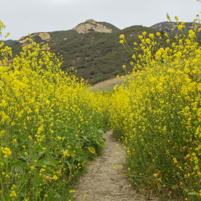 Near Gaviota Wind Caves