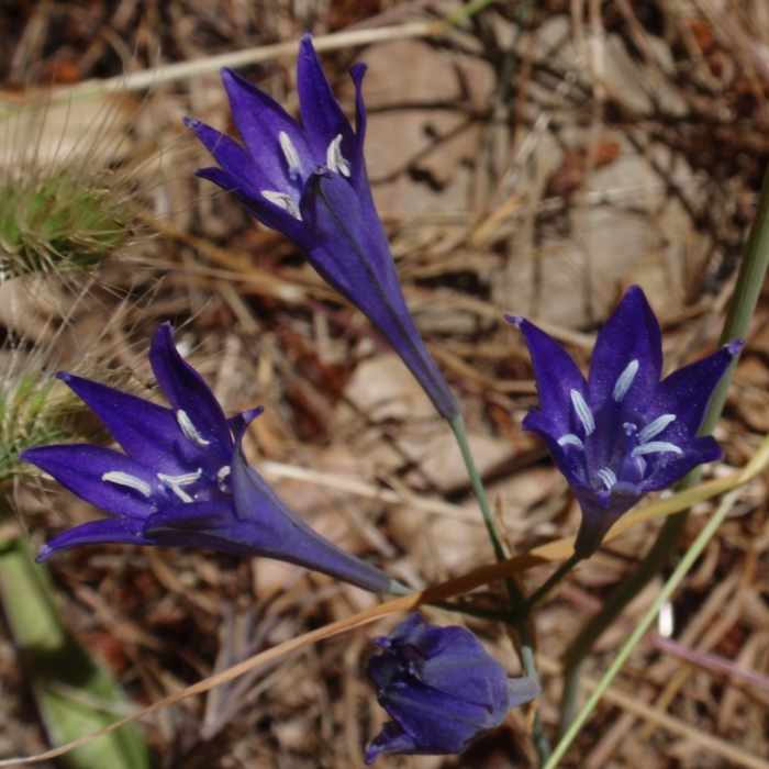 Ithuriels Spear. Near T.C.C. Trail