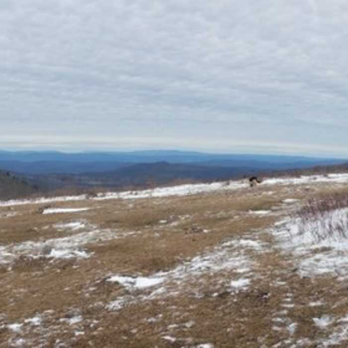 Near Mt. Rogers Out-and-Back