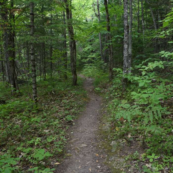 Near Cascade Falls Trail Near Cascade Falls Trail