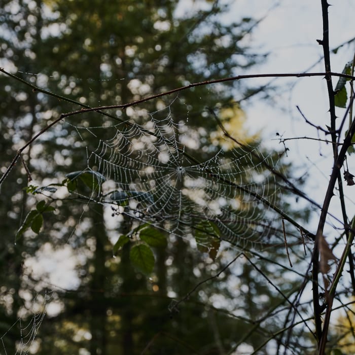 Oddly, this abandoned web was the most visible sign of non-plant wildlife on that perfect January day Near Lloyd Loop