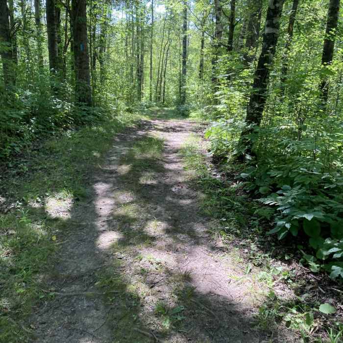 Near White Pine Trail Near White Pine Trail