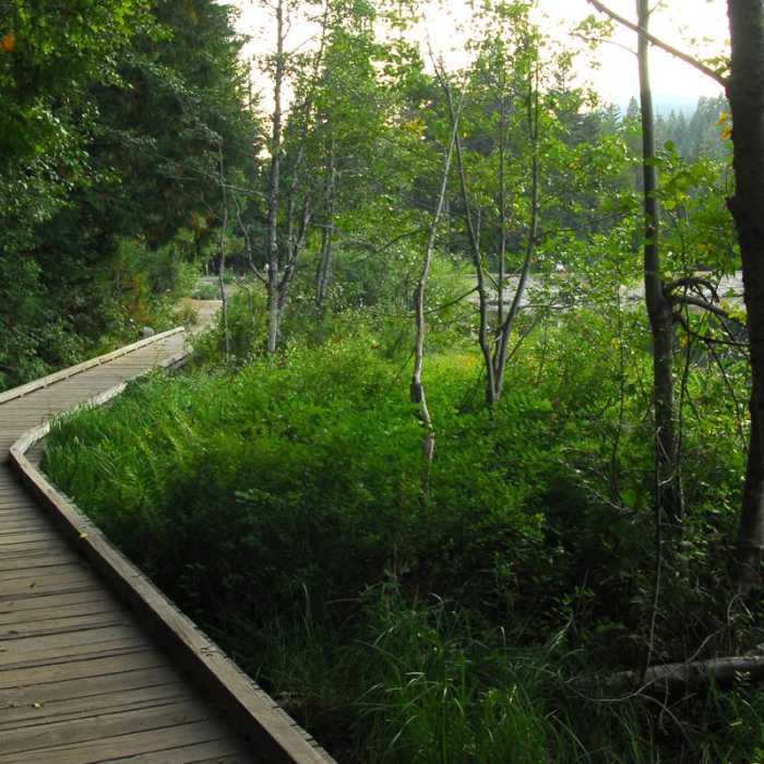 Near Trillium Lake Loop Trail #761